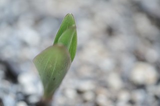 DSCF2152.JPG