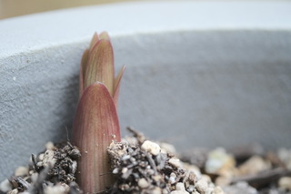 DSCF2153.JPG