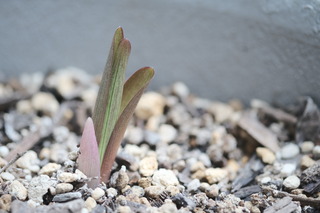 DSCF2154.JPG